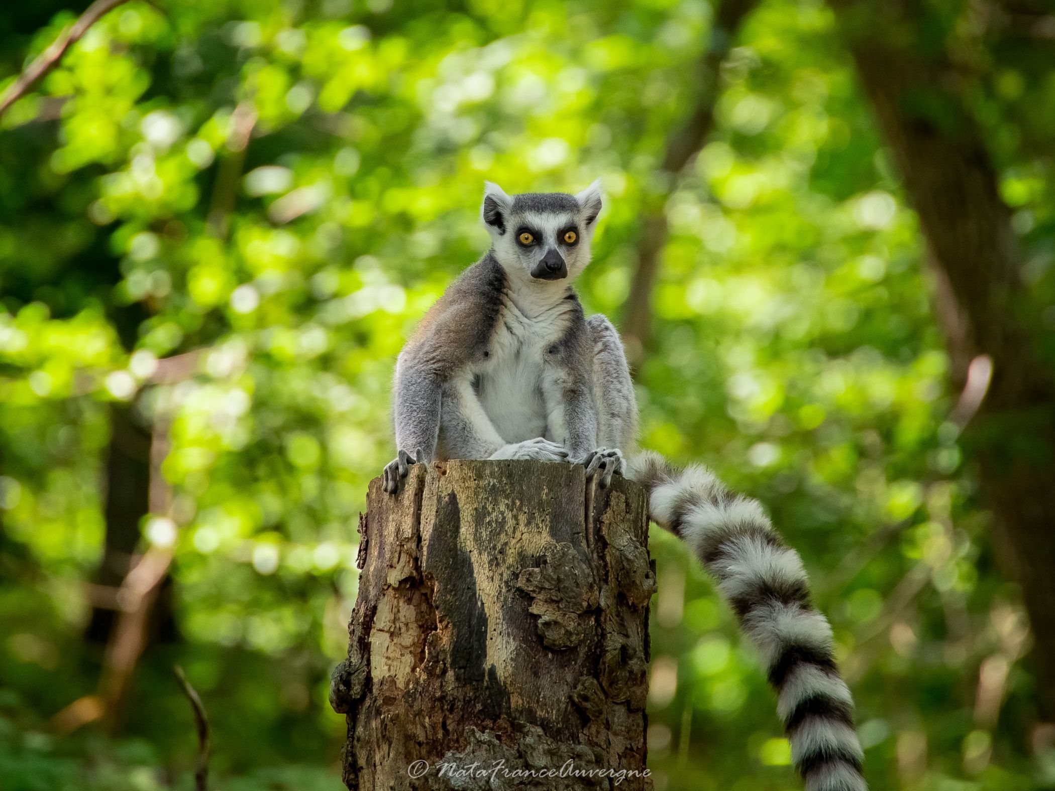 Lemur Catta Parc Animalier d'Auvergne juin 2023 by @NataFranceAuvergne-1622 (13)